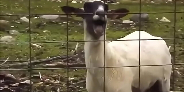 anus,ass